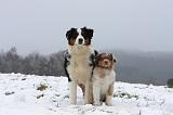 BERGER AUSTRALIEN - ADULT & PUPPY 069